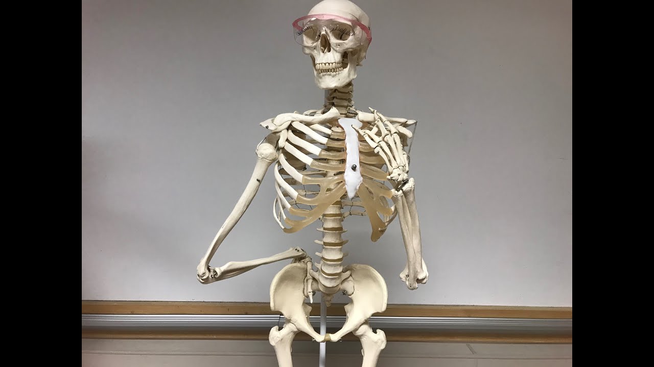 CCC Online Biology Lab - Bones of the Articulated Skeleton Model