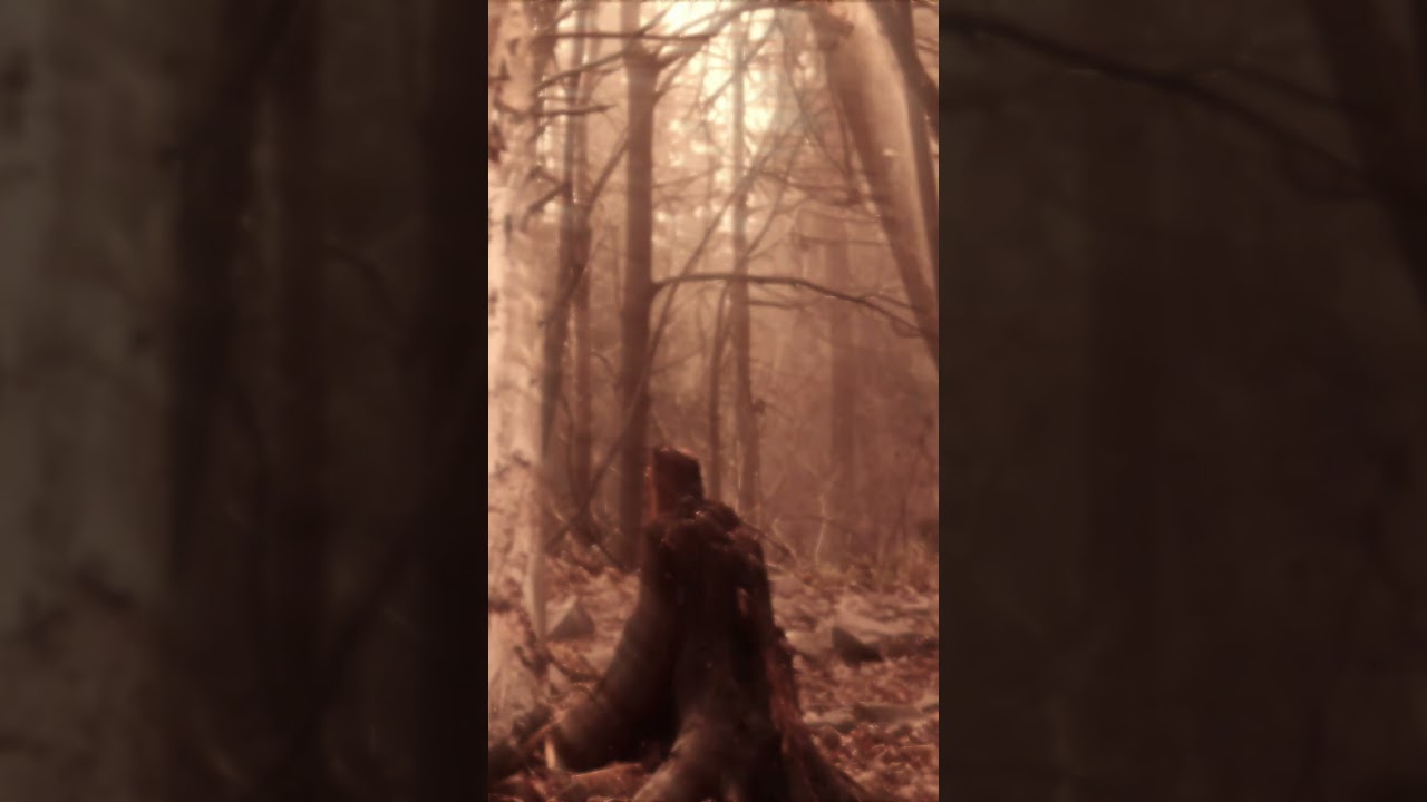 Real Ghost Stories #9 - Sally in the Wood