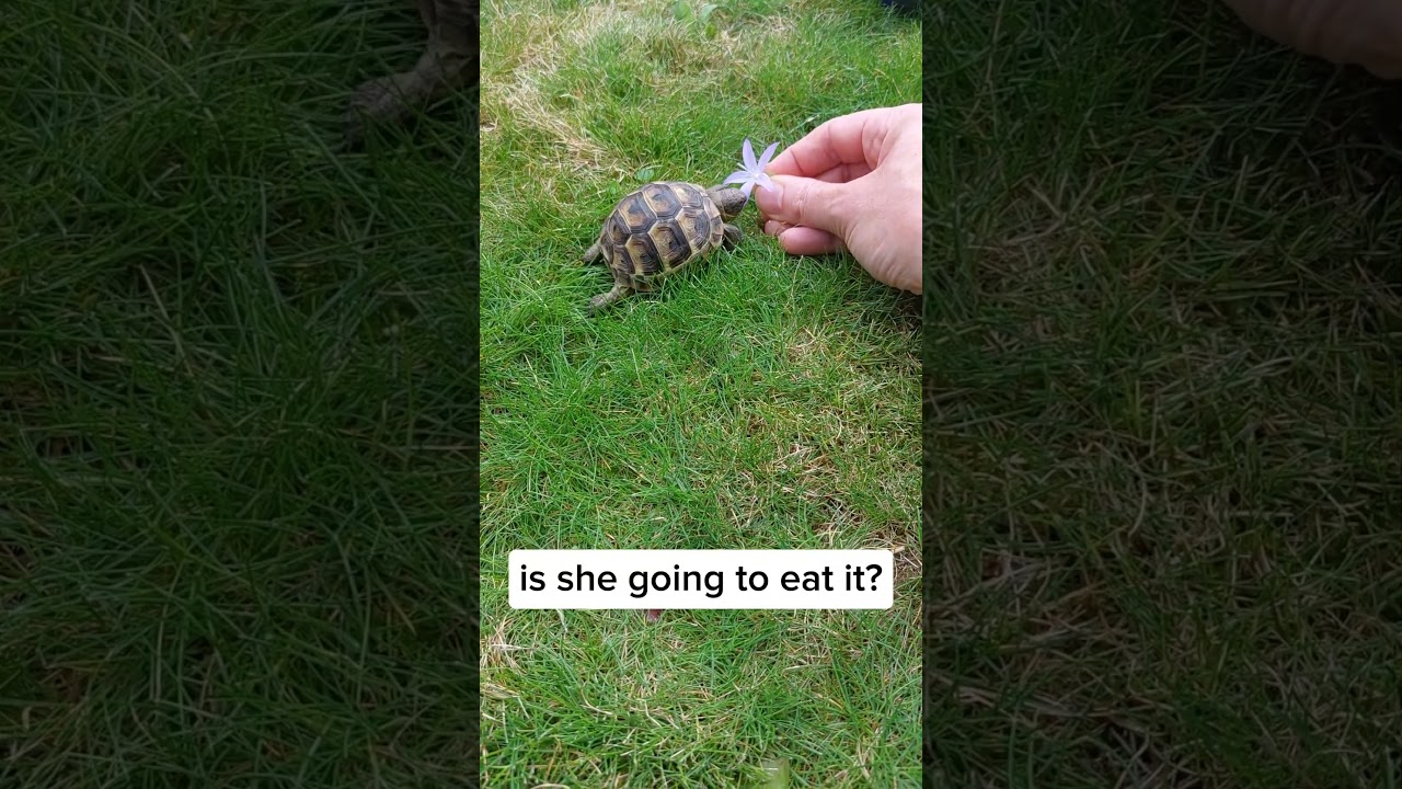 Olive being fussy! #cutetortoise #tortoise #greektortoise #pettortoise #pets #tortoiselove