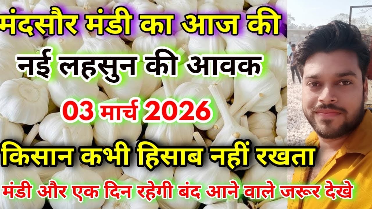 मंदसौर मंडी की आज की लहसुन की आवक | Today’s Garlic Arrival | Lahsun Ki Aavak Ki Jankari 