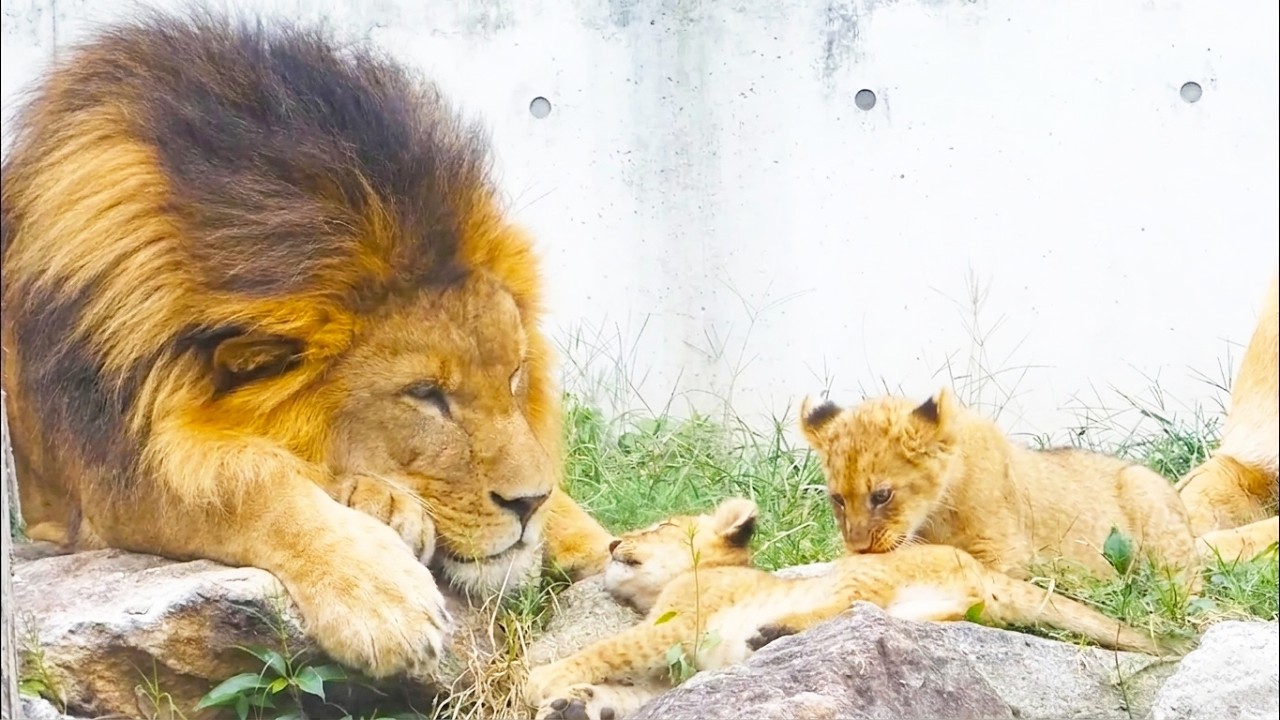 Лев-папа Эрс мягко разнимает своих дерущихся львят🦁💖