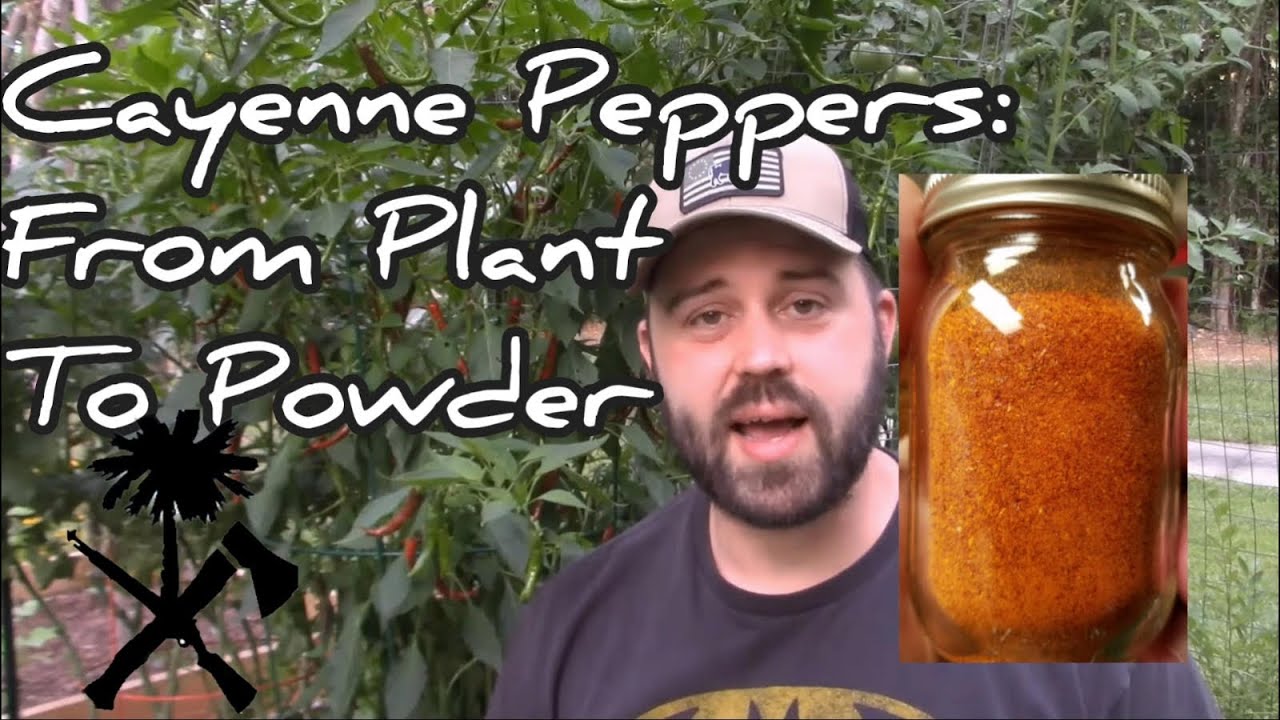 All About Cayenne Peppers: DIY Cayenne Powder with the Nesco Dehydrator