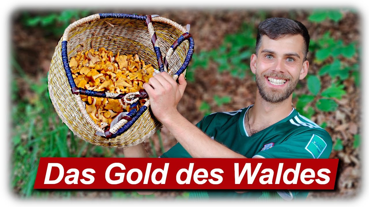 Pfifferlinge | GOLD schürfen im Wald und beste Qualität | Speisepilze sammeln