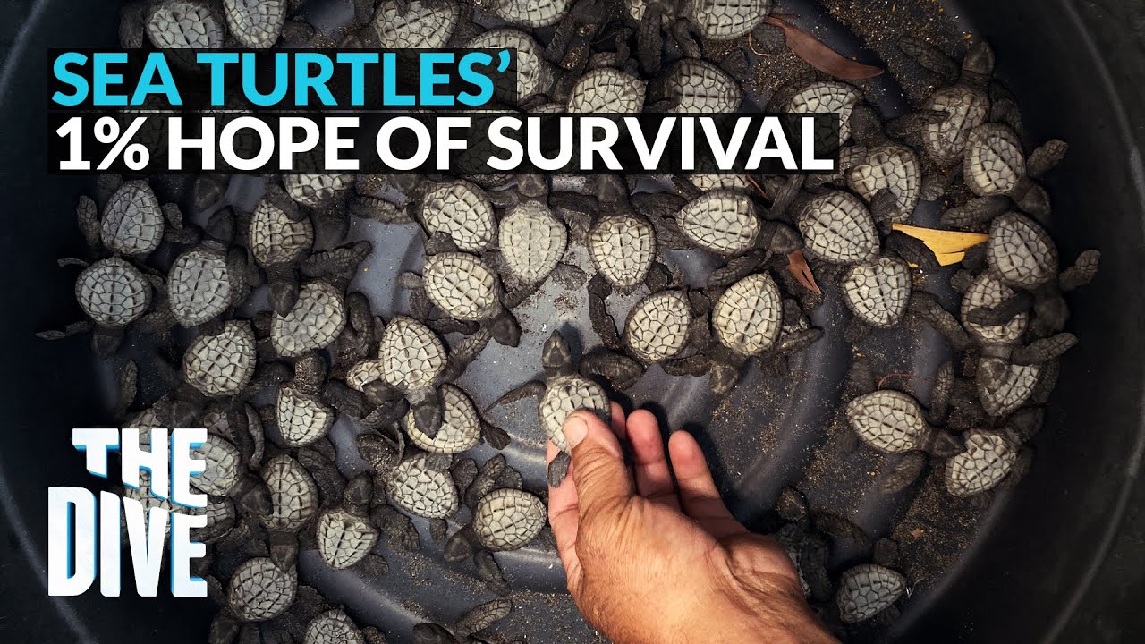 Sea Turtles’ 1% Hope of Survival  #TheDivePH