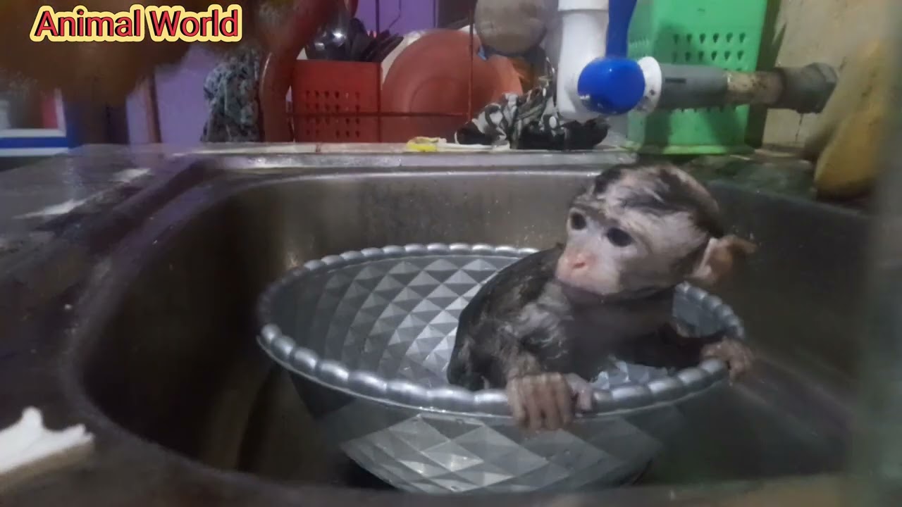 Baby monkey Take a hot bath After bathing put on New clothes #BabyCute