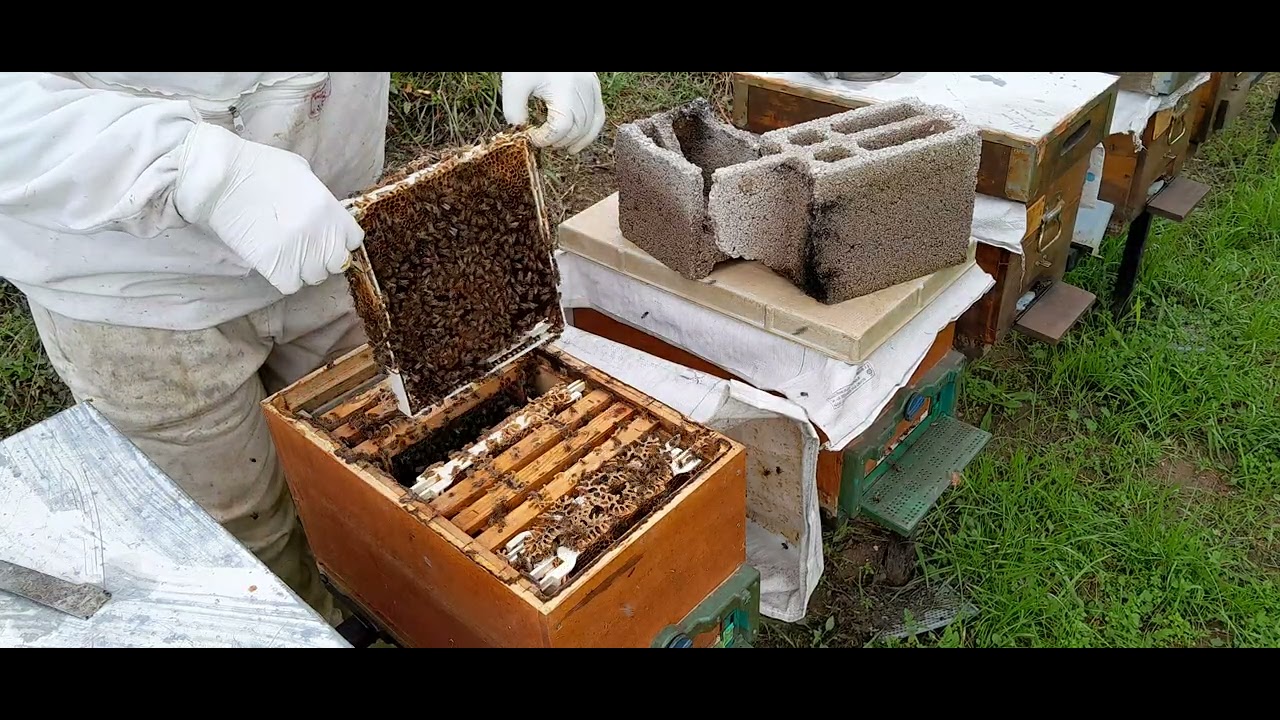 @@Aile kovanı@@ #bees #bee #anaari 