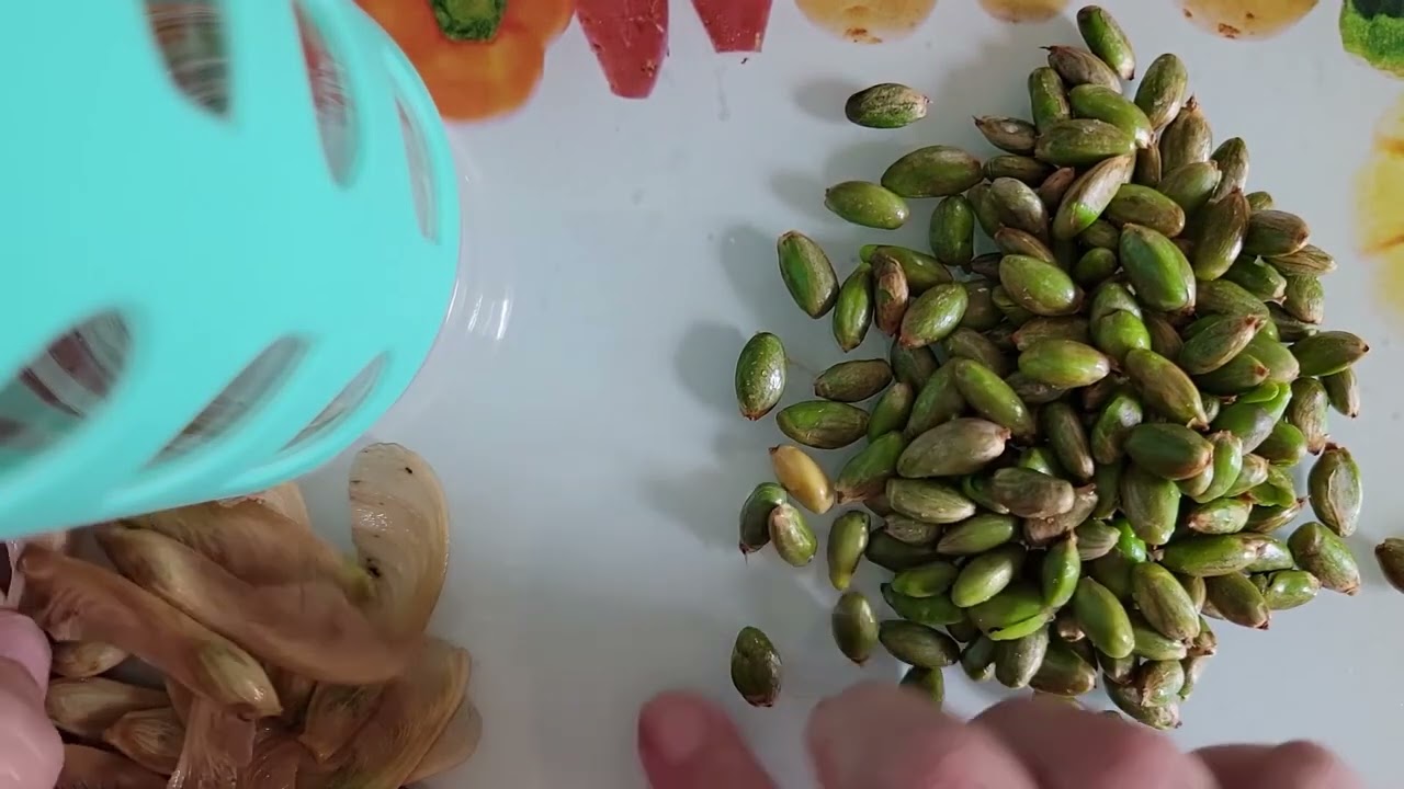 Roasted 🍁 Maple key seeds