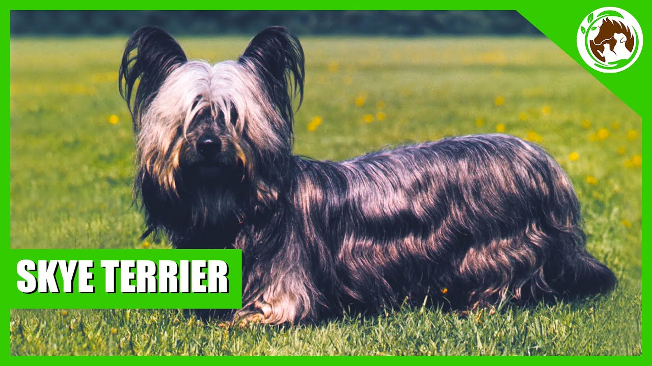 The Timeless Charm of SKY TERRIER Dogs!