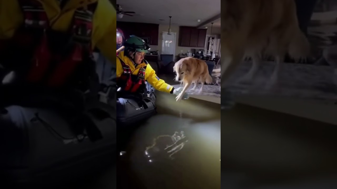 Heroic Rescue of Dog in Deep House Flood #dog #rescue