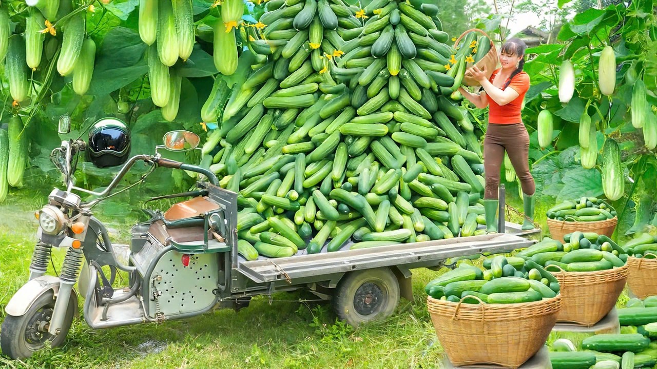Harvesting 200KG Clean Cucumber, Use 3 Wheeled Truck Transport Many Cucumber Go To Market Sell