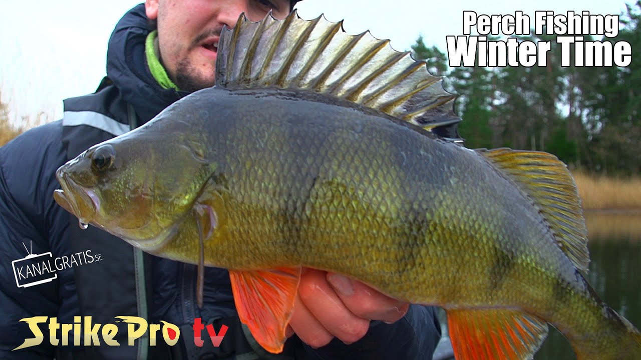 Strike Pro TV – Окунь Рыбалка Зимой
