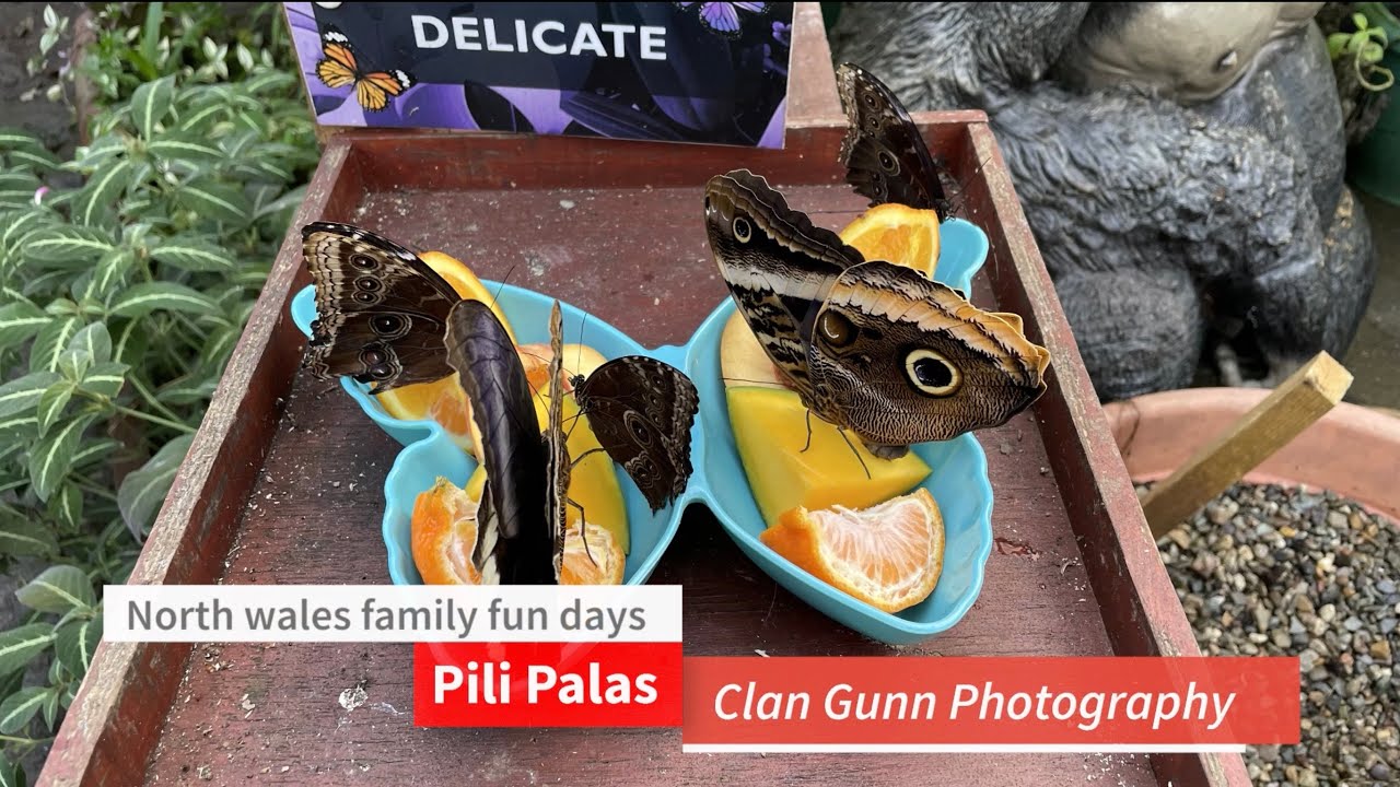 North wales family fun days pili Palas  Anglesey #northwalesfamilyfundays #clangunnphotography