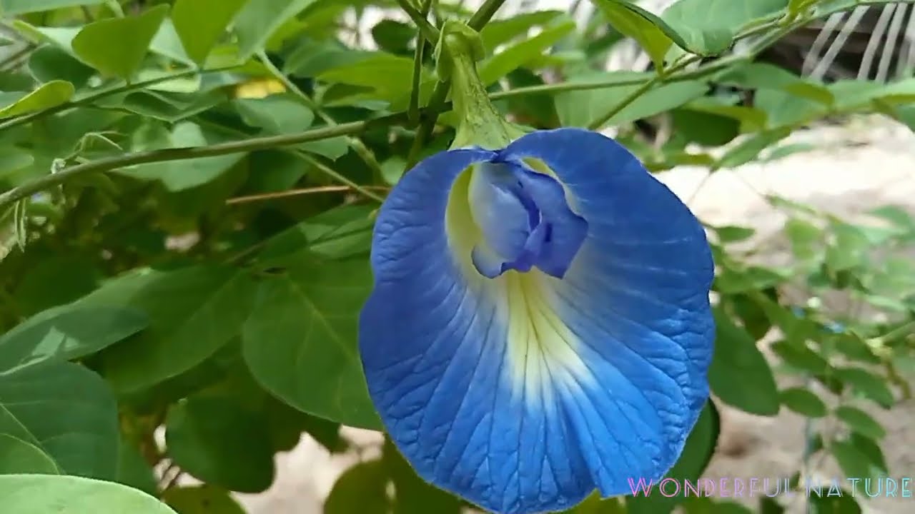 നീലശംഖുപുഷ്പം/Clitoria ternatea/Asian pigeonwing/bluebellvine/Blue /(butterfly /cordofan /Darwin)pea