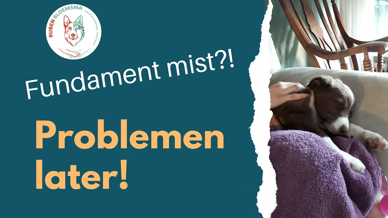 De verborgen impact van slechte puppy-ervaringen op je hond