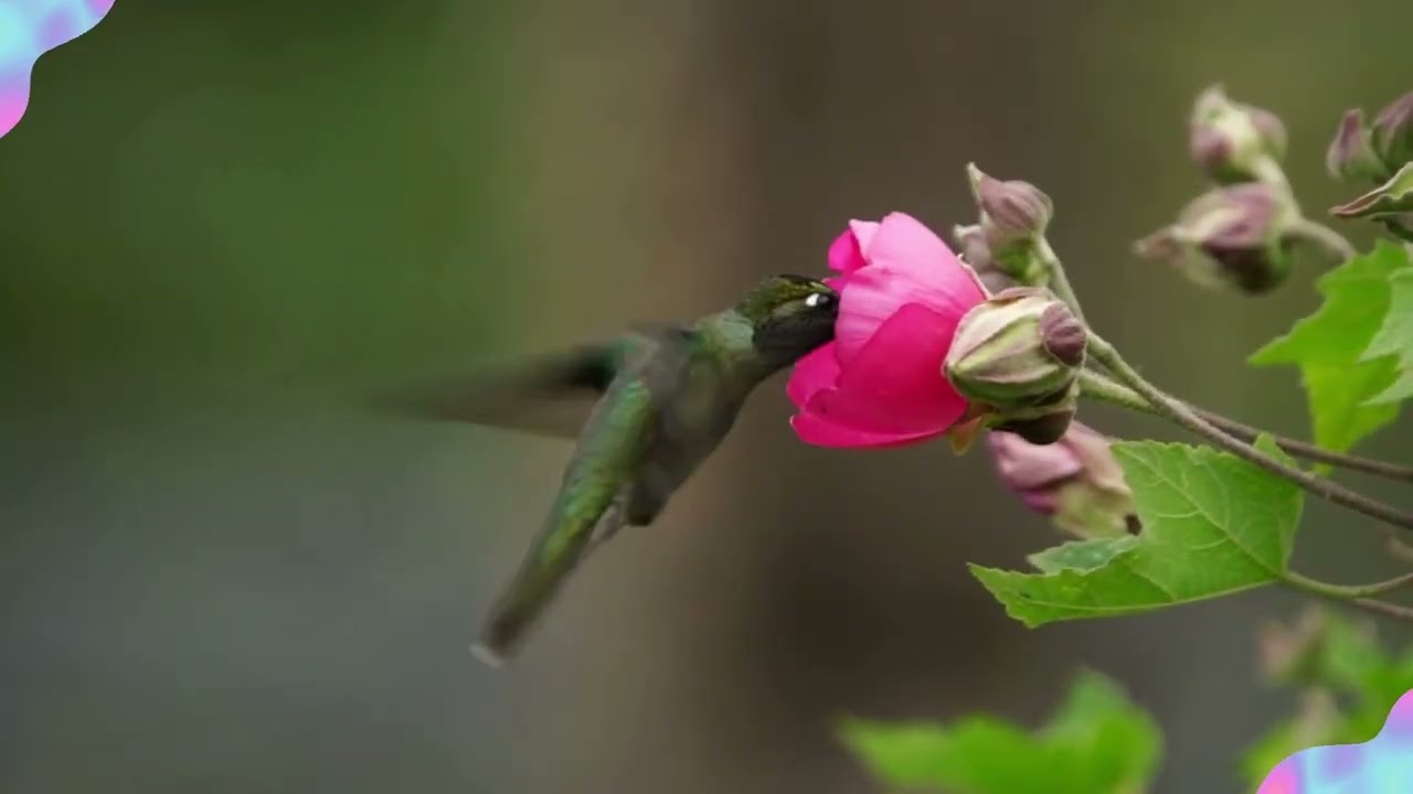 Allah's Beautiful Creations: Hummingbirds Video with Hummingbird Sounds.