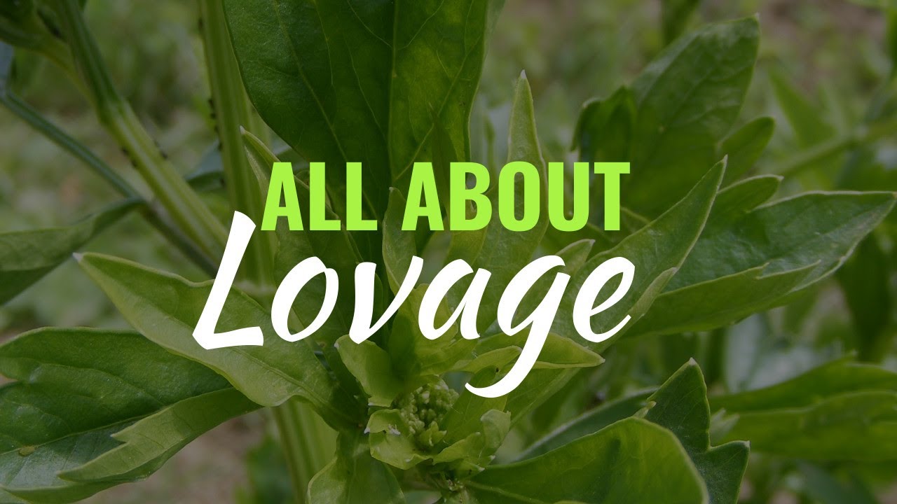Lovage - Grow, Care, Use - Levisticum officinale