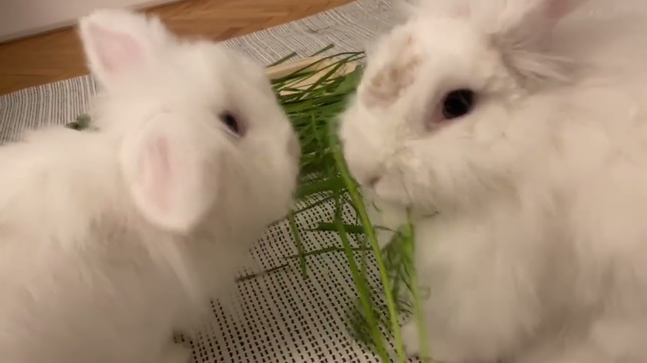 I just want to eat eat eat
