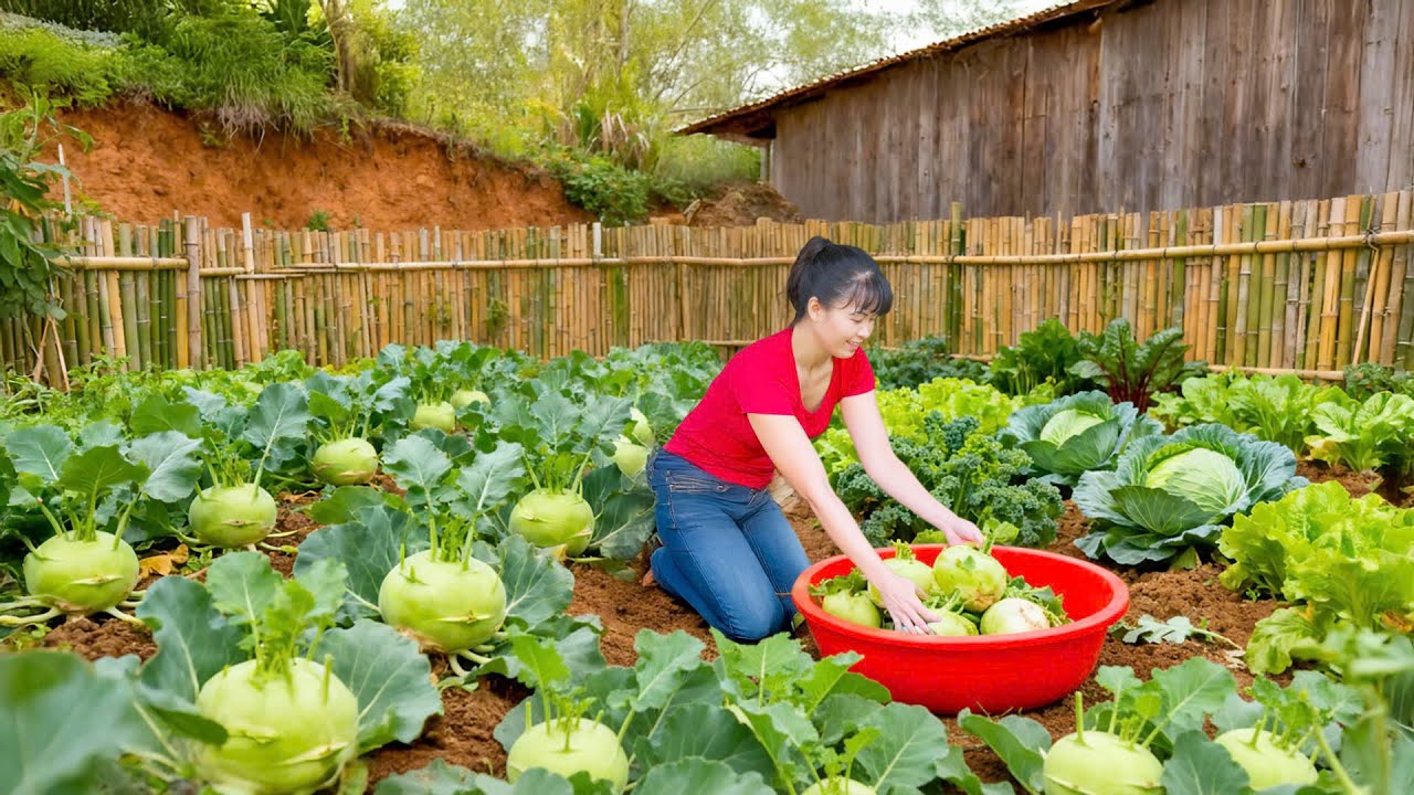 1000+ Giant Harvest Kohlrabi & Soybeans - Grow Vegetables
