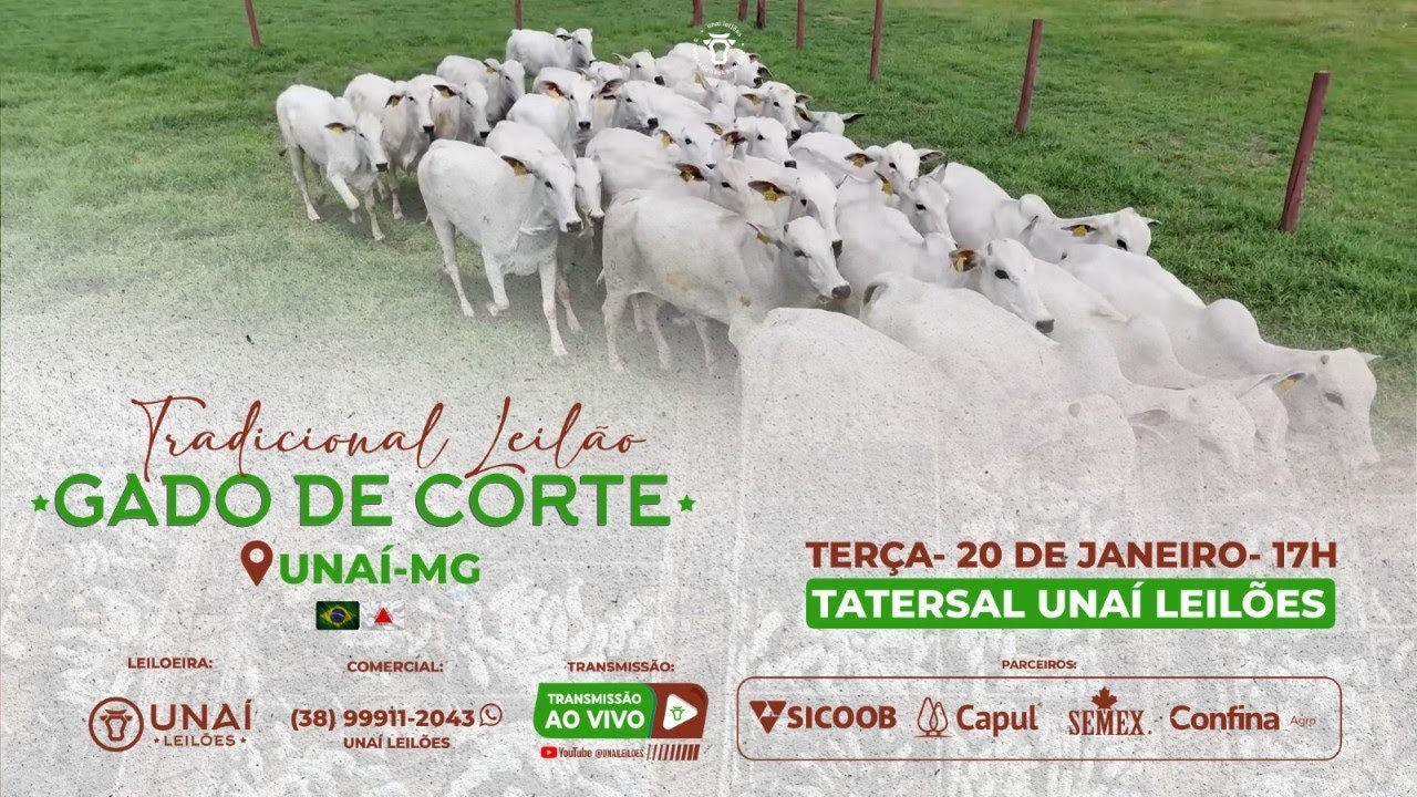 LEILÃO DE GADO DE CORTE DA UNAÍ LEILÕES  -20-01-2026