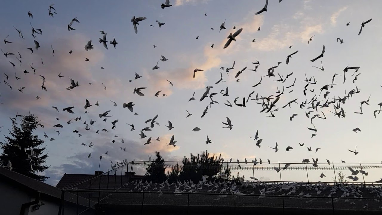 Gołębie Jacka 11 ( pigeons )