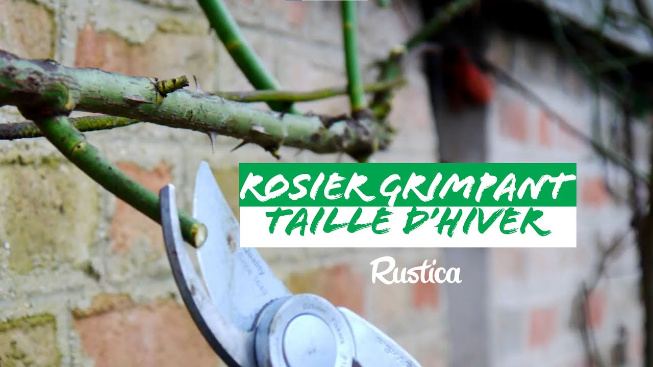 Tailler un rosier grimpant  : quand et comment procéder ?