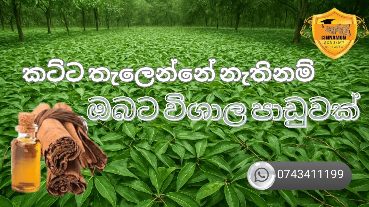 කුරුදු අස්වනු නෙලීමෙන් පසු කල යුතුම කට්ට තැලීම.