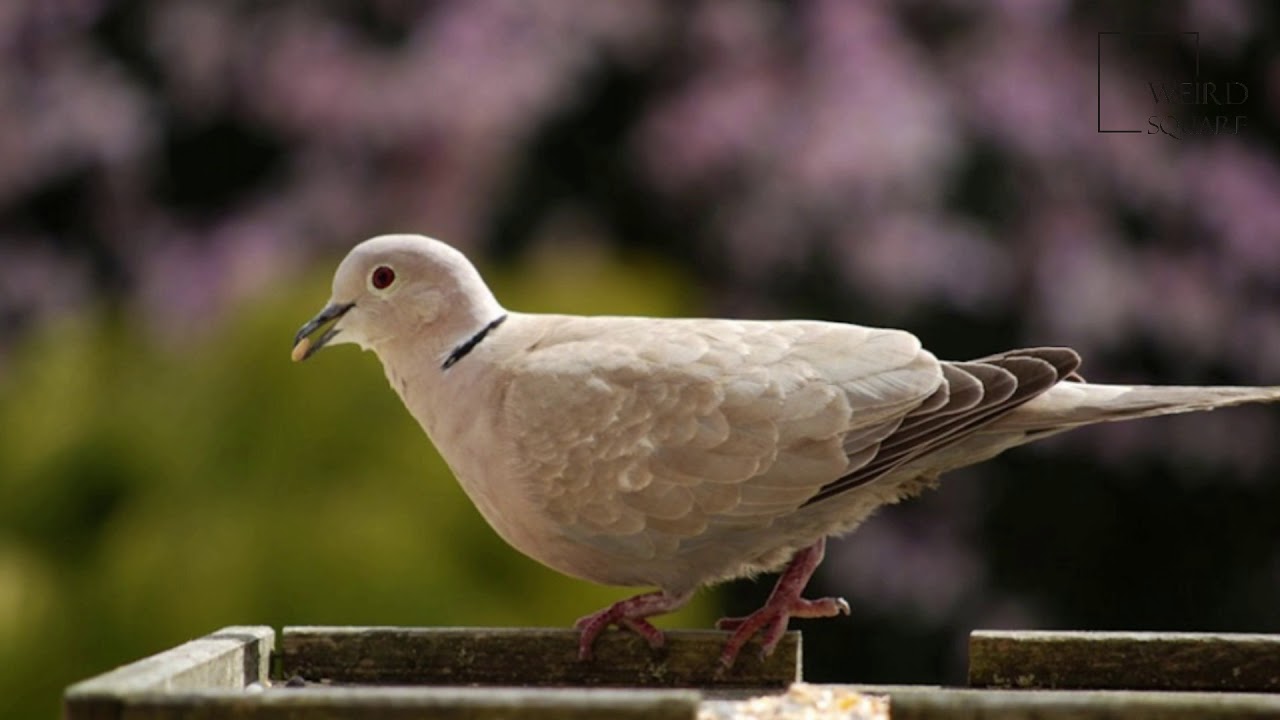 Interesting facts about ring necked dove by weird square