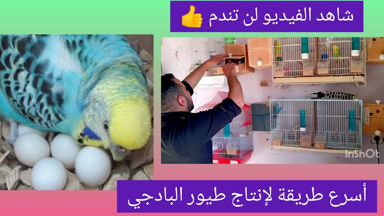 أشكال و أنواع البيروش في أكبر غرفة تربية الطيور و انتاج بشكل سريع