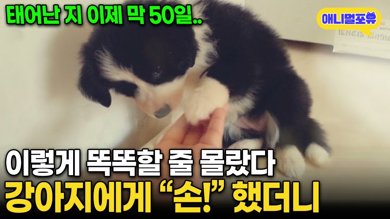 방금 태어난 강쥐에게 손 달라고 했더니 I KBS 동물극장 단짝 230107 방송