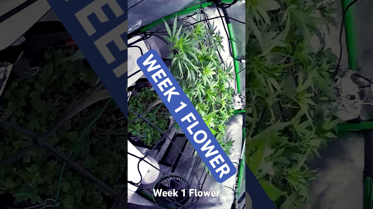 First indoor grow: Wk 1 of flower for God&rsquo;s Breath. &ldquo;Odin&rdquo; #cannabisgrowers advanced nutrition nutes