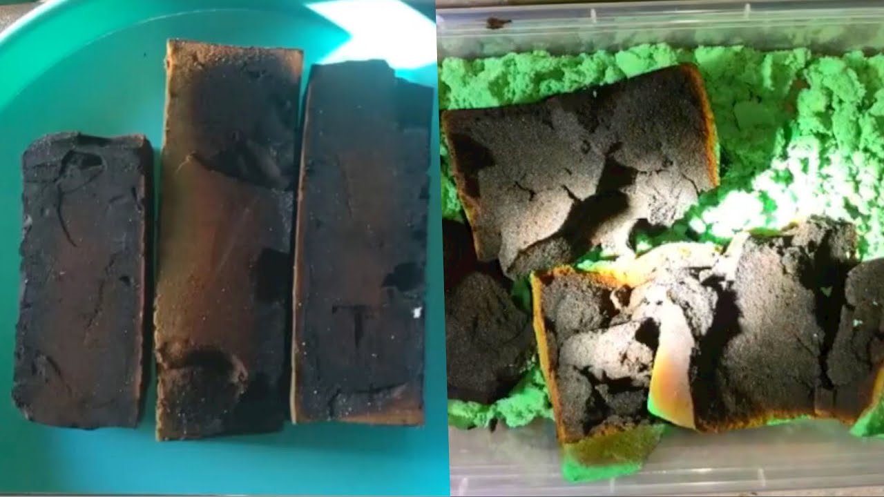 BURNT/BAKED FLORAL FOAM | crunchy burnt/baked floral foam ASMR