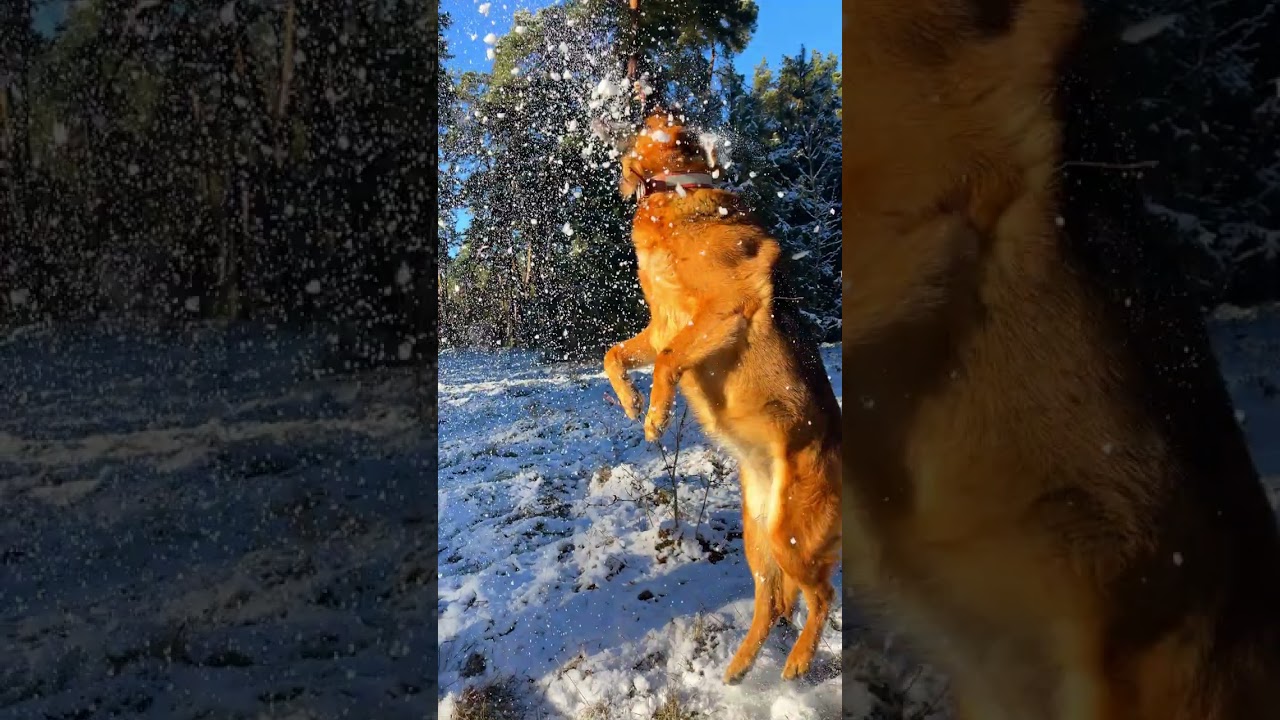 💚German Shepherd Nicole