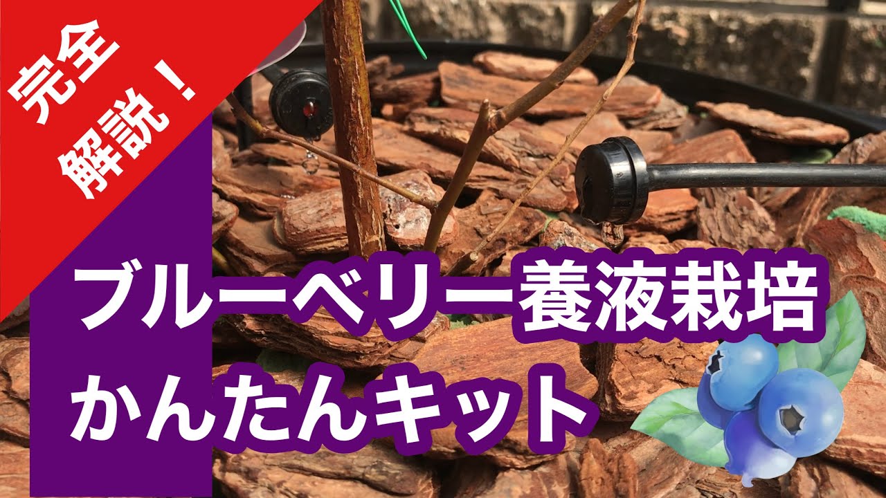 【完全解説】ブルーベリー養液栽培かんたんキット