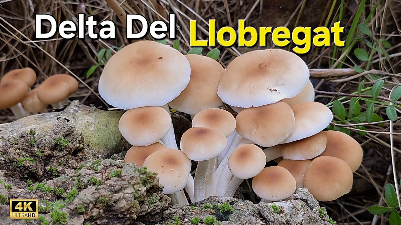 Seta de chopo y gírgola: recicladoras del bosque #mushroom #nature #barcelona #deltadelllobregat