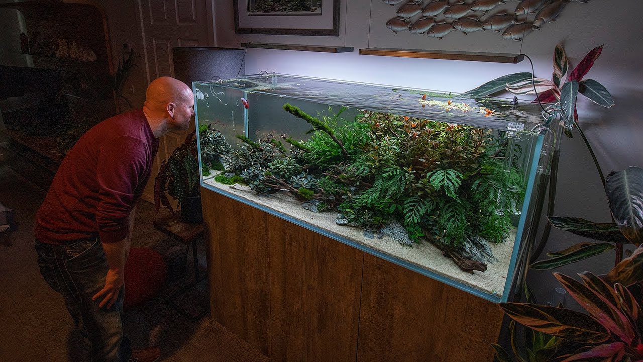 AMAZING 125G AQUASCAPE!!