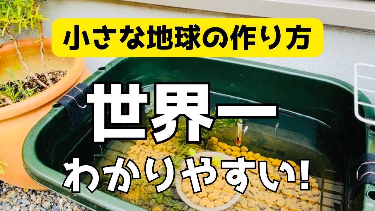 【初心者さん必見】メダカが元気に育つ！ビオトープとは？90秒でわかる生態系の仕組みと成功のコツ【完全版】