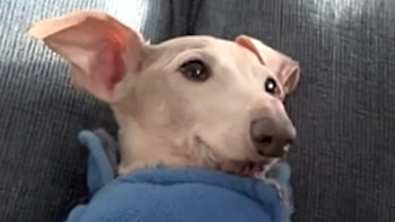 Shy rescue dog has sweetest bond with human mom