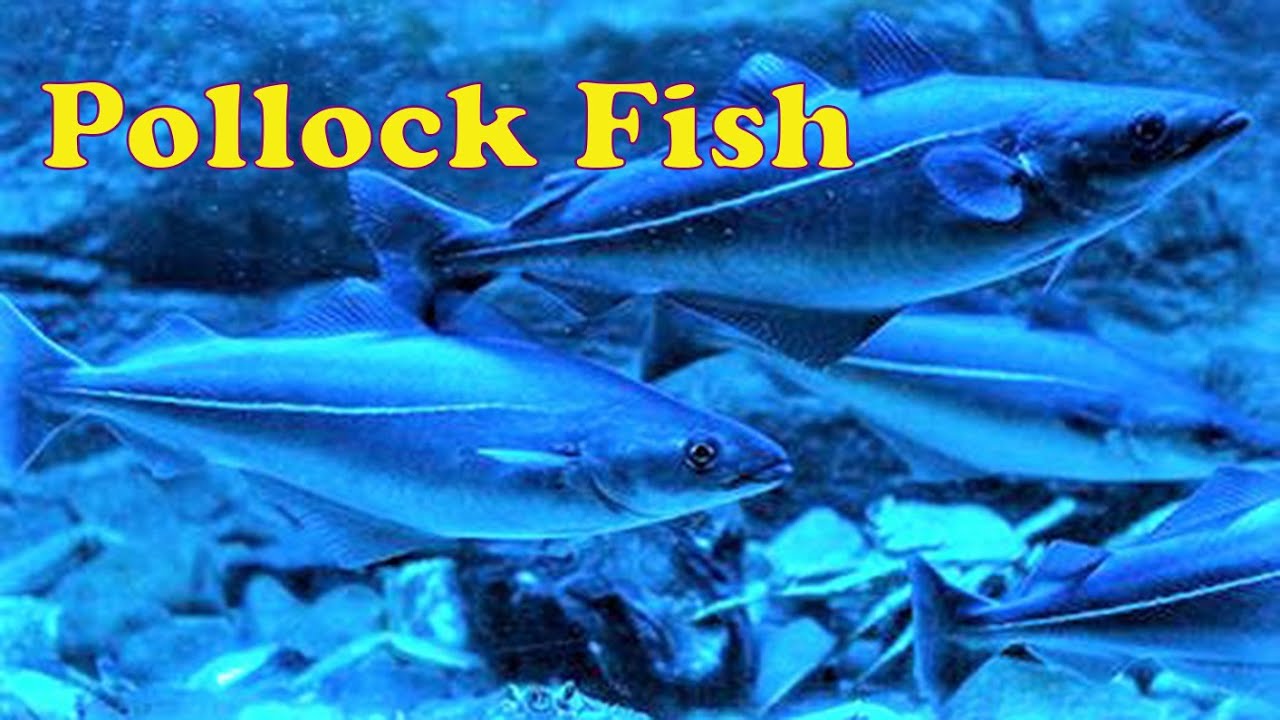 Pollock Fish