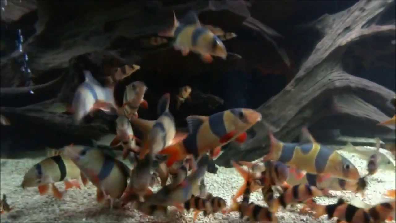 120 Clown loach