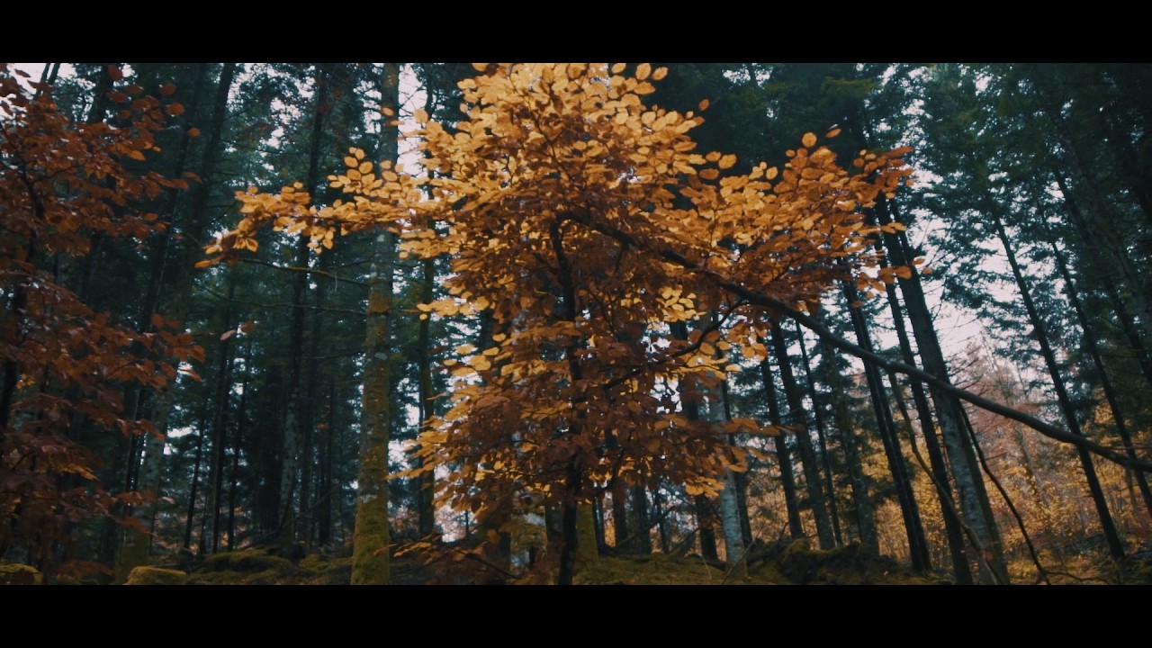 [BALADE NATURE] FOR&Ecirc;T AUVERGNATE  //  SONY A7S