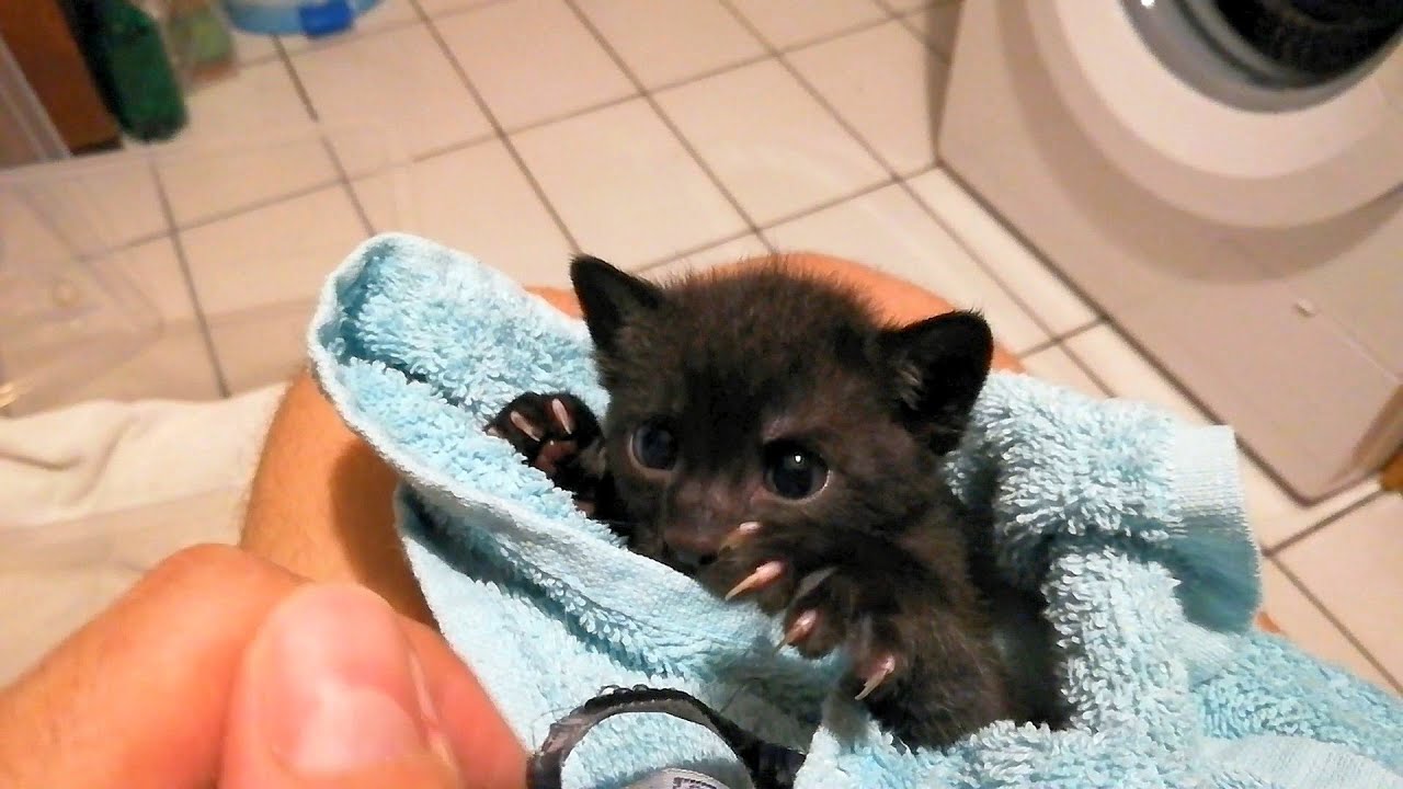 From Helpless Newborn to Fearless Black Panther