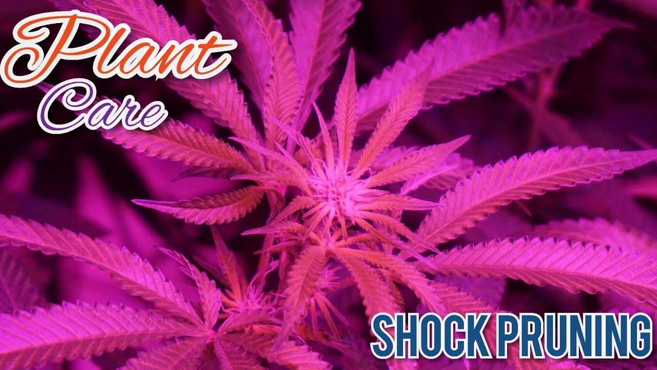 Plant Training with Reckless - Lollipopping / Shock Pruning 2 Weeks into Flower Future Genetix