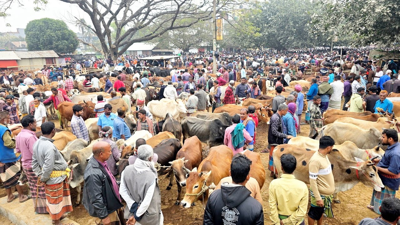 ২১/২/২৬)এই পবিত্র মাহে রমজান মাসে ঝড়ের বেগে আমদানি হয়েছে বর্ডার ক্রস বলদ গরু দাম জানুন বলদ গরুর।