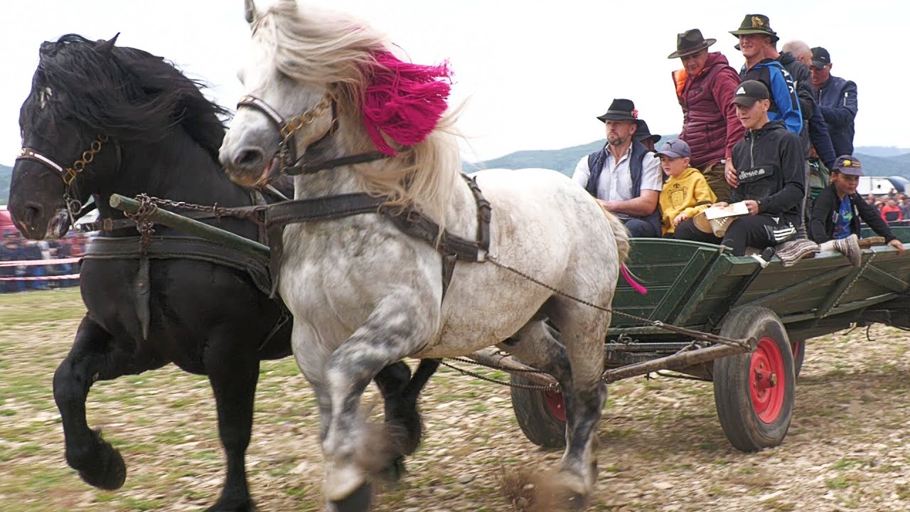 Armăsari linia Fitero - Ilie Huțan de la Horodnic - Bucovina 2023
