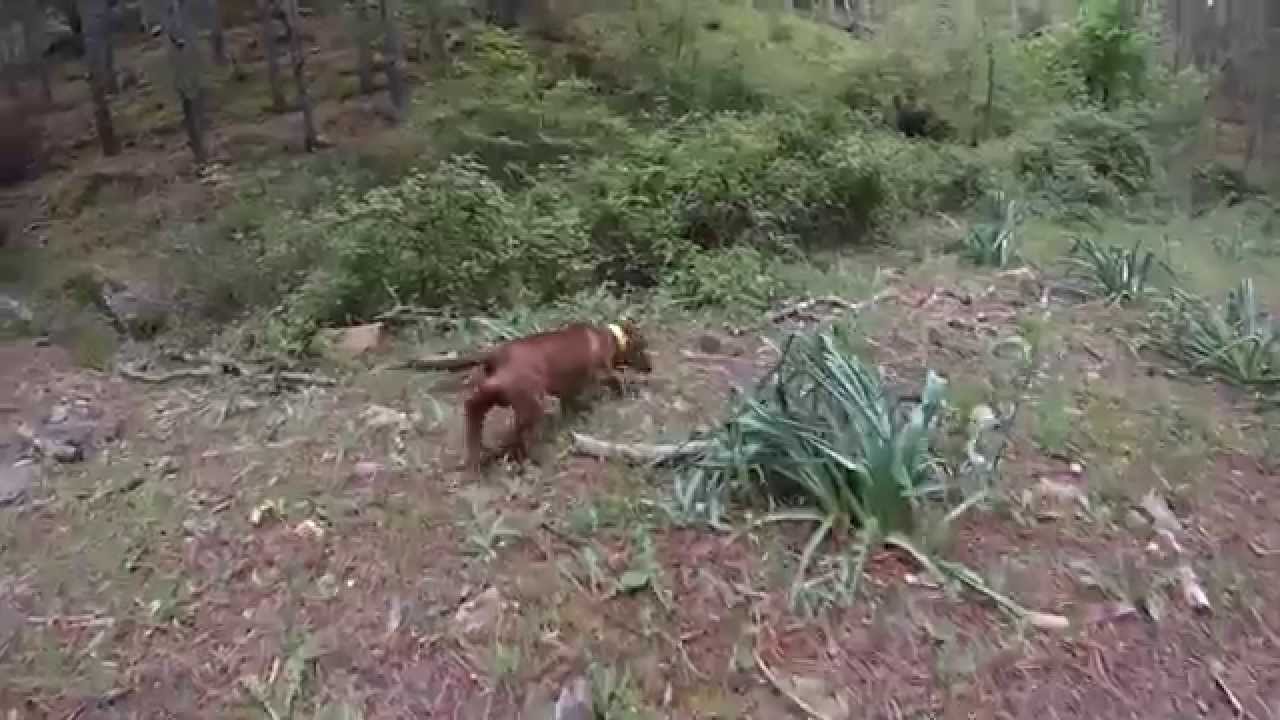 Bassotto tedesco in accostamento su cinghiale