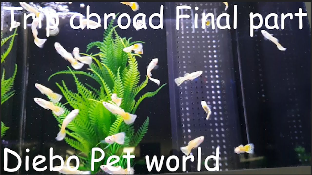 Trip abroad final part Diebo