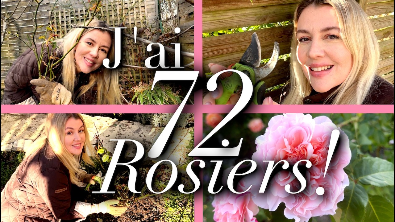 TAILLER SES ROSIERS EN 7 ÉTAPES SIMPLES🌹 (+ROSIERS GRIMPANTS)