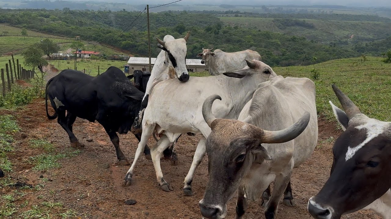 Boi do Vizinho pulou a cerca pra brigar , Sítio Bicho Animal 