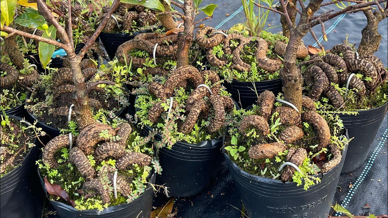 4cay 350k bao sip siêu rẻ 0975.672.726