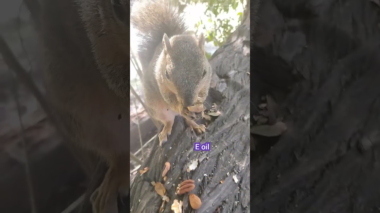 She's Arrived! #1 Avocado 🥑 Fan 🐿️ ft Foxy Brown Squirrel 121225